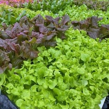 In Season Lettuce In Season Lettuce